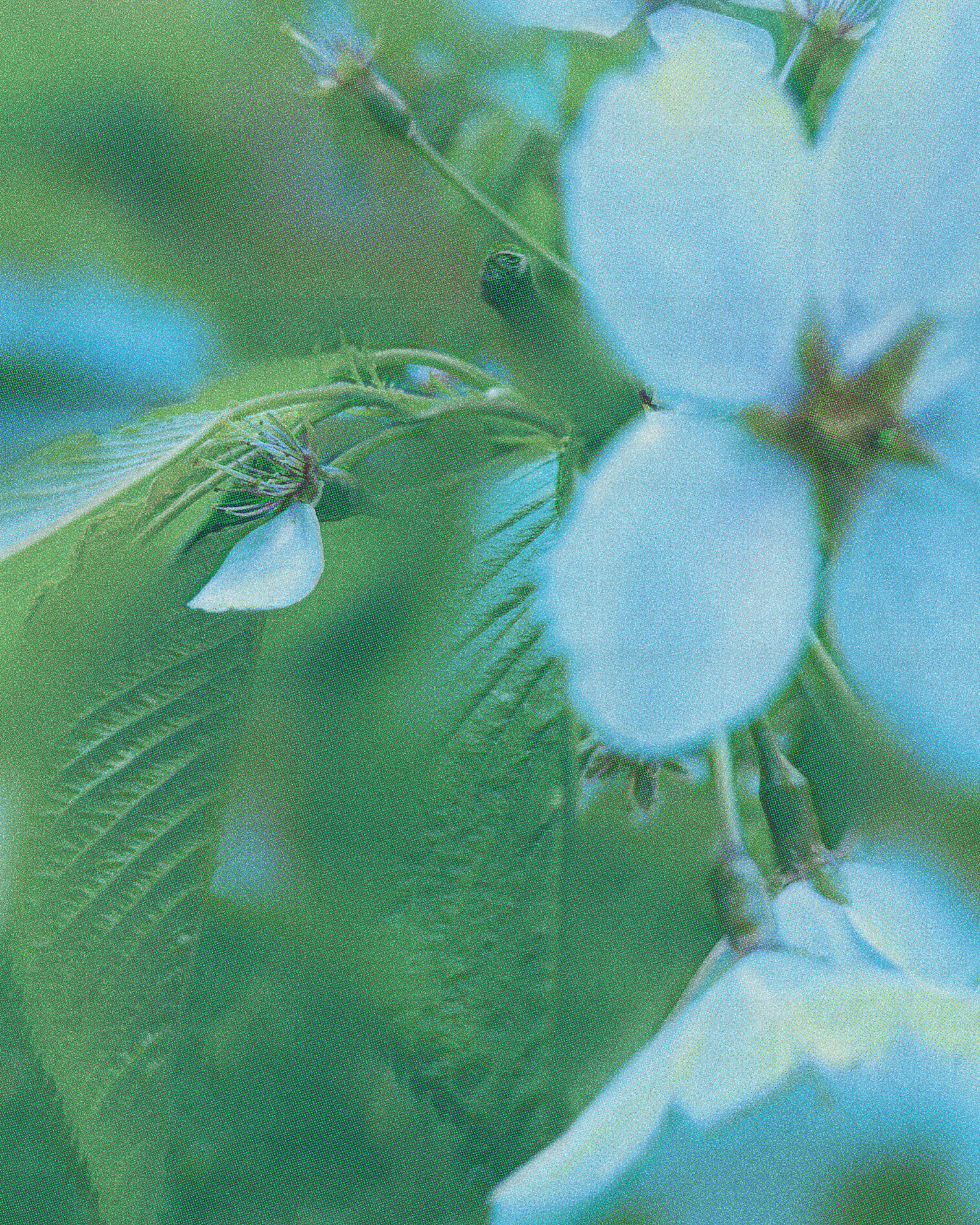 green-and-teal-julia-dufoss