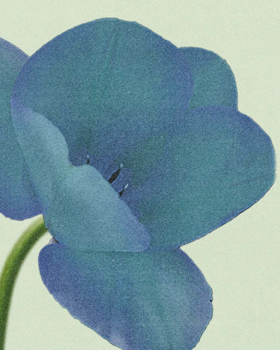 Blue Flower