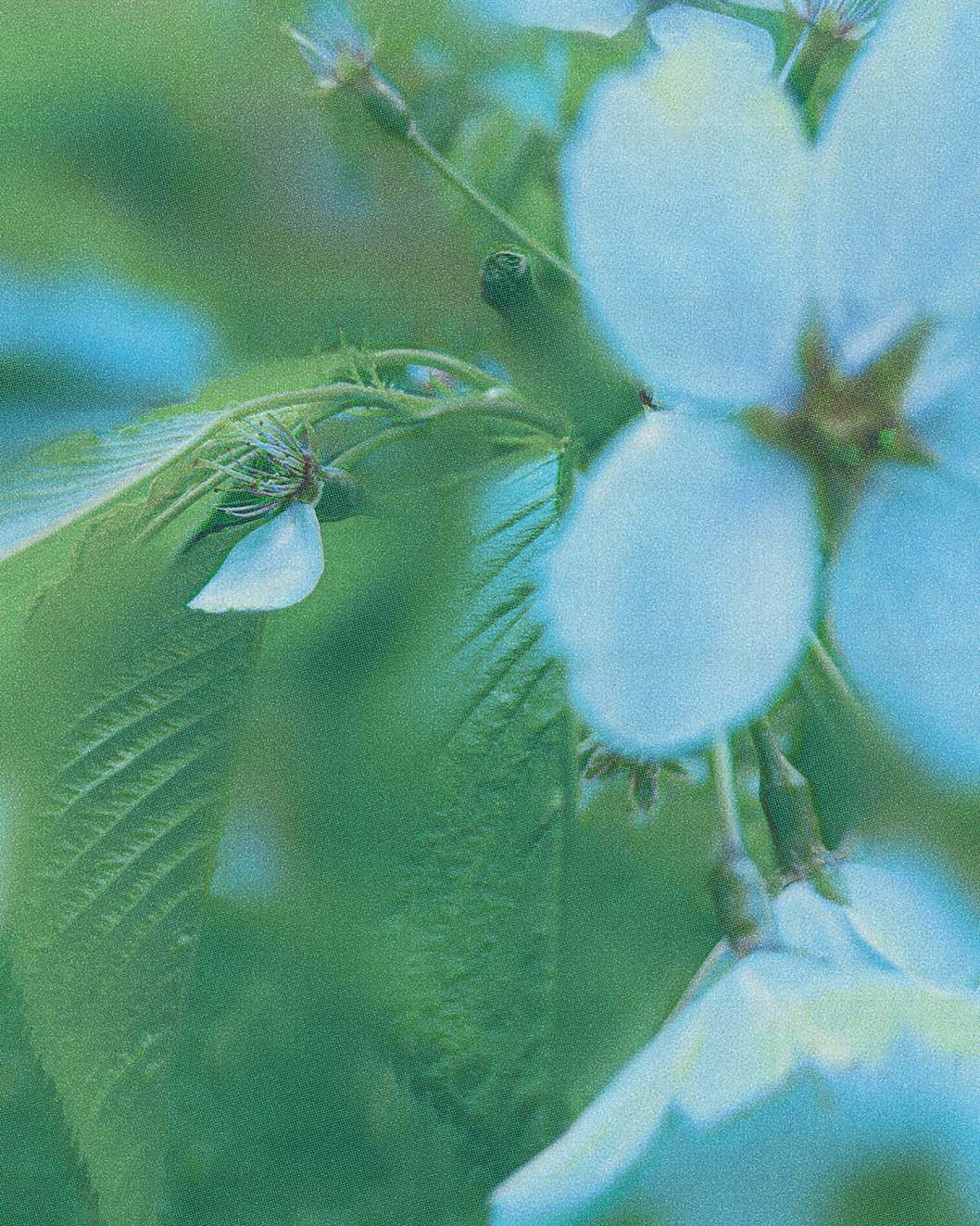 Green and Teal